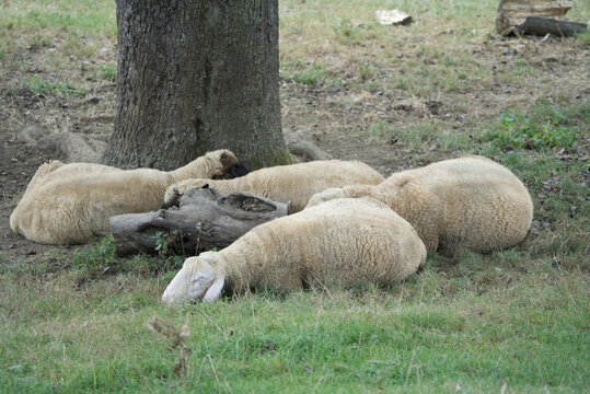 Four sheep are sleeping under a tree in the meadow.