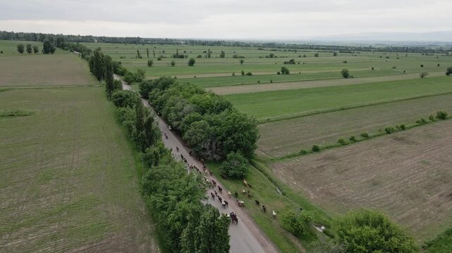 Aerial drone view of a herd of cattle walking along a road surrounded by green fields and trees in Kyrgyzstan