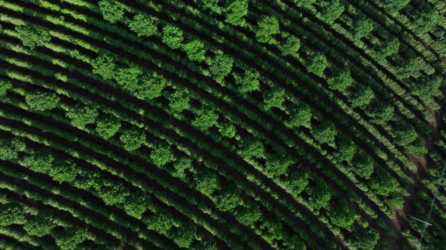 Aerial view of agroforestry coffee plantation intercropped with cedar trees