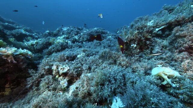 Two parrotfish (sparisoma cretense) in a Mediterranean Sea reef