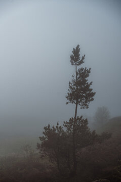 Young Pine Sapling in Morning Mist