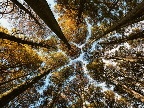 Vista em perspectiva de baixo para cima de &aacute;rvores em floresta com folhagem de outono e c&eacute;u azul