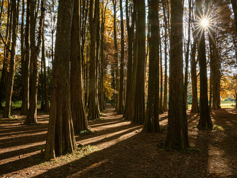 Bosque arborizado em cores outonais ao final da tarde com p&ocirc;r do sol