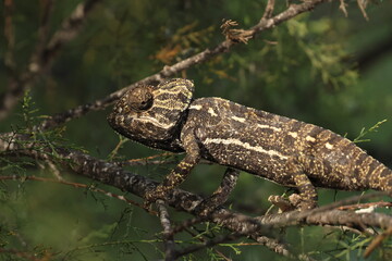 Common Chameleon (Chamaeleo chamaeleon) photographed in Spain © charlie