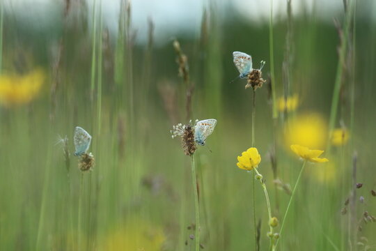 Common Blue (Polyommatus icarus) photographed in Bristol