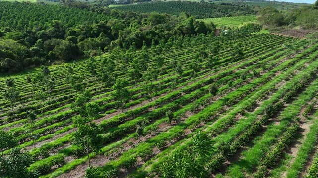 Aerial view of coffee intercropped with macadamia nuts and hardwood trees in agroforestry system
