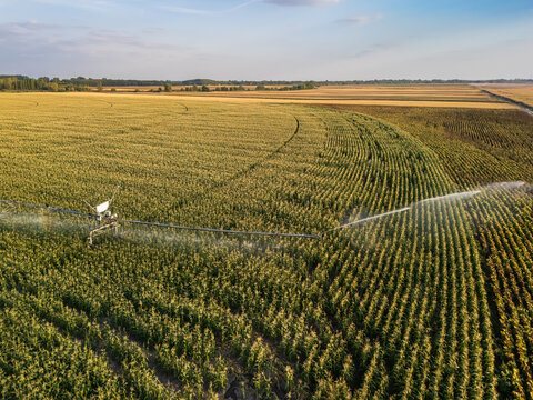 Aerial view of pivot irrigation on corn and sunflower fields in Hungary