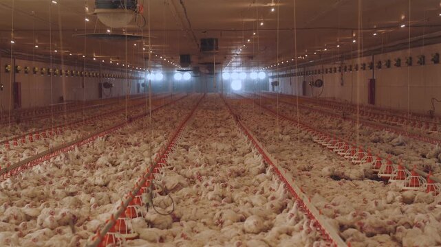 Poultry farm, poultry production, poultry house, chicken production, chicken farm