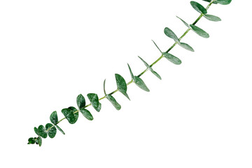 Single eucalyptus branch with green leaves on a white background. © Rawpixel.com