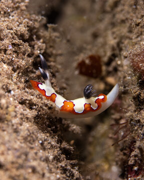 Faithful sea slug, Goniobranchus fidelis, in Tufi fjords, Papua New Guinea