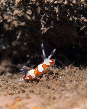 Faithful sea slug, Goniobranchus fidelis, in Tufi fjords, Papua New Guinea