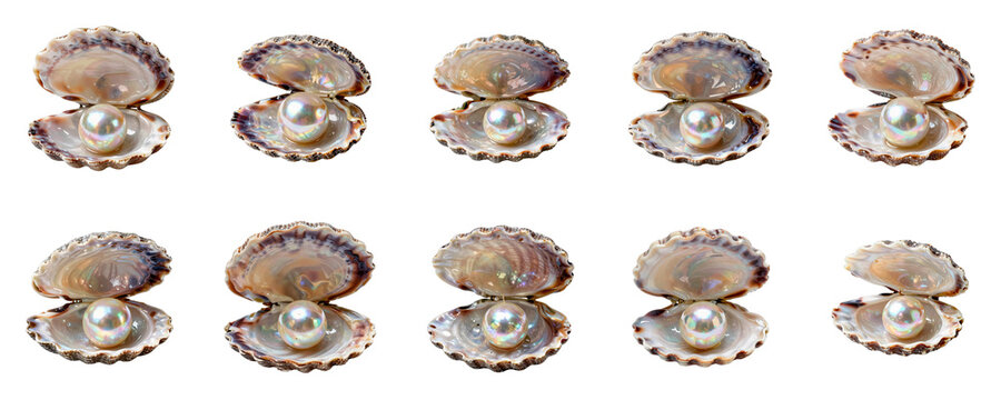 Luster of elegance: Iridescent pearls nestled in open shells against a black backdrop