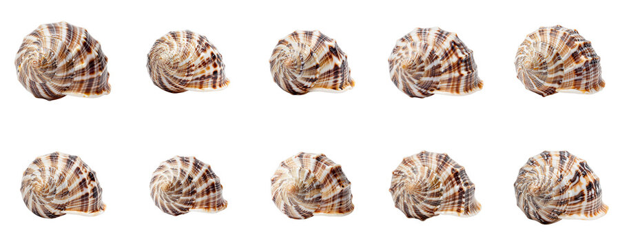 Pattern of brown and white striped sea shells on a black background