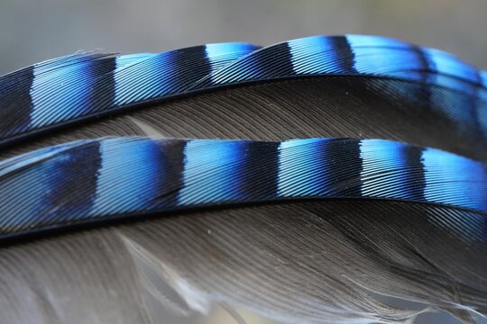 Macro detail of Eurasian jay feathers with vivid blue and black pattern