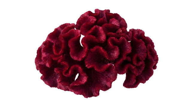Single deep red cockscomb flower head with a unique ruffled texture isolated on white