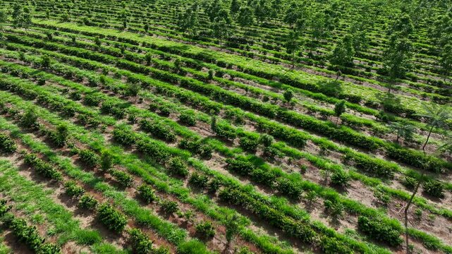 Aerial view of coffee intercropped with macadamia nuts and hardwood trees in agroforestry system