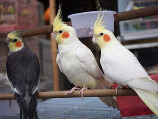couple of parrots © Natasha