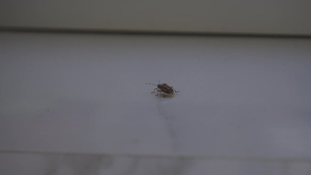 Stink Bug Walking Slowly Across a Smooth Surface in Slow Motion