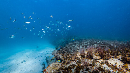 panoramic view of coral reef with school of fish © Matthew Tighe