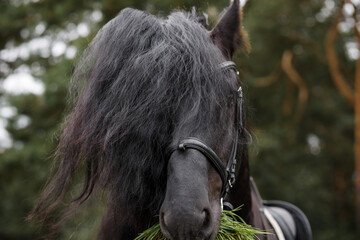 A funny purebred Friesian horse with a long thick mane covering its eyes, wearing a black leather bridle, chewing green grass outdoors on a bright summer day, Warsaw, Poland. © Lina