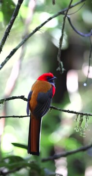 A vibrant Whitehead's Trogon perched on a mossy rainforest branch.