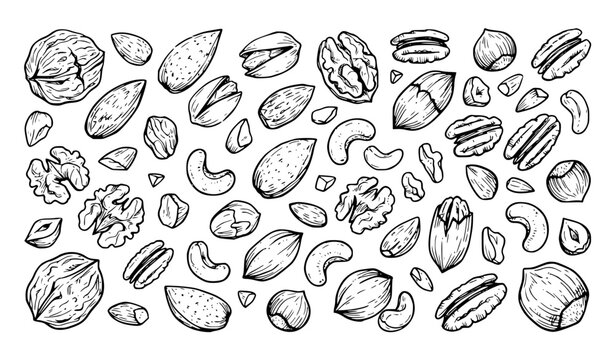 Artistic Hand Drawn Nut Collection Walnuts Almonds Pistachios Cashews Hazelnuts Vector Set