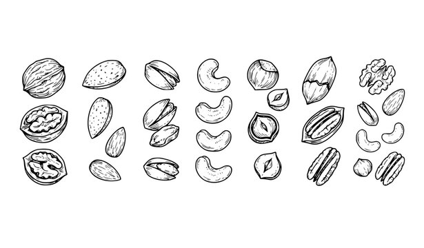 Hand Drawn Nuts Vector Set Walnuts Almonds Pistachios Cashews Hazelnuts Food Illustration