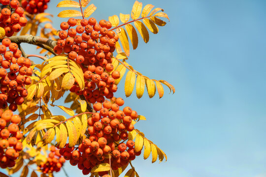 Heavy clusters of glossy orange rowan berries hang among bright yellow leaves against a clear blue sky