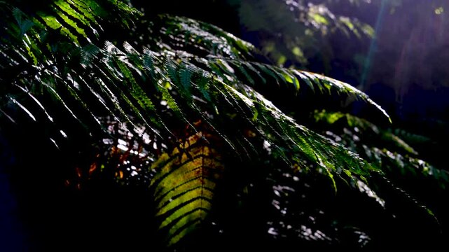Beautiful shimmering sunlight on lush green forest ferns in outdoor wilderness environment in New Zealand Aotearoa