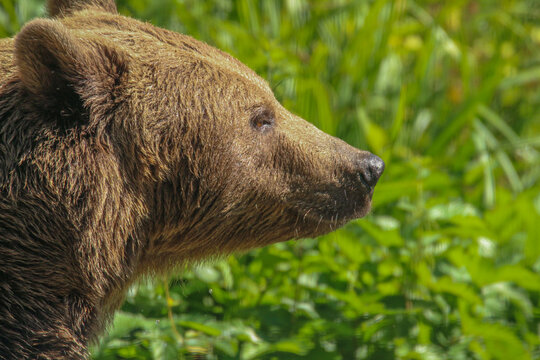Tired brown bear in the forest