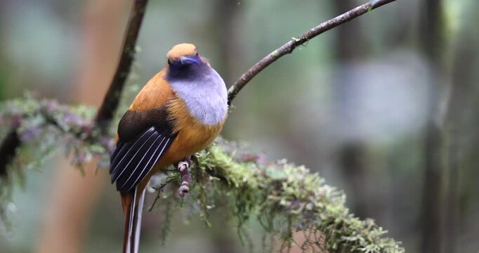 A vibrant Whitehead's Trogon perched on a mossy rainforest branch.
