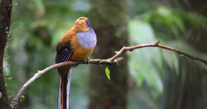 A vibrant Whitehead's Trogon perched on a mossy rainforest branch.