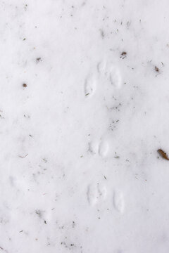 close-up of deer footprints in fresh snow with leaves and grass poking out, vertical orientation 