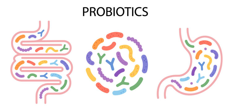 Probiotic bacterium in human intestine and stomach for gut health