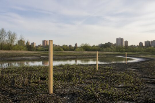 Wetland restoration monitoring stakes marking proposed shallow pools beside native rushes in an urban park