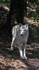 Arctic wolf walking through a forest © Jacopo