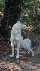 Arctic wolf standing beside a tree in the forest © Jacopo