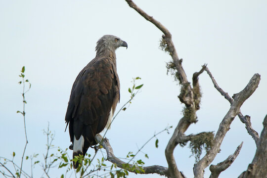 Gray-headed Fish-Eagle (Icthyophaga ichthyaetus) photographed in Sri Lanka