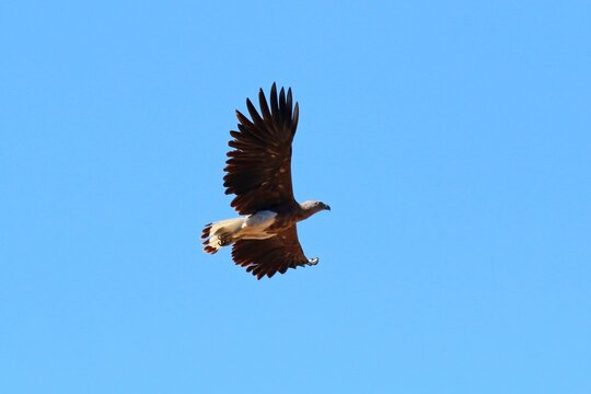 Gray-headed Fish-Eagle (Icthyophaga ichthyaetus) photographed in Sri Lanka