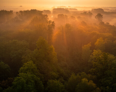 Aerial view of a dense forest landscape bathed in the warm golden light of sunrise with soft morning mist drifting through the trees in Udenhout, North Brabant, Netherlands.