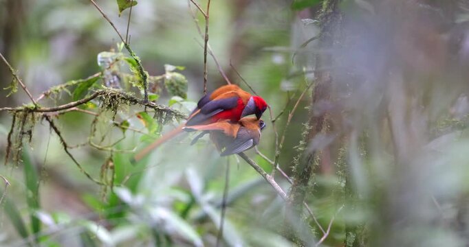 A vibrant Whitehead's Trogon perched on a mossy rainforest branch.