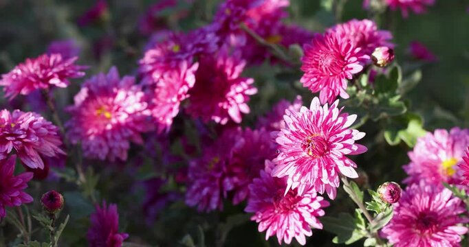 Pink chrysanthemum flowers blooming in autumn sunlight