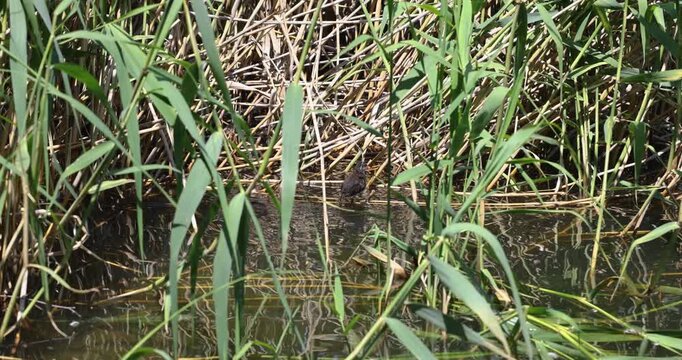 Little crake walking among reeds in a marshy habitat