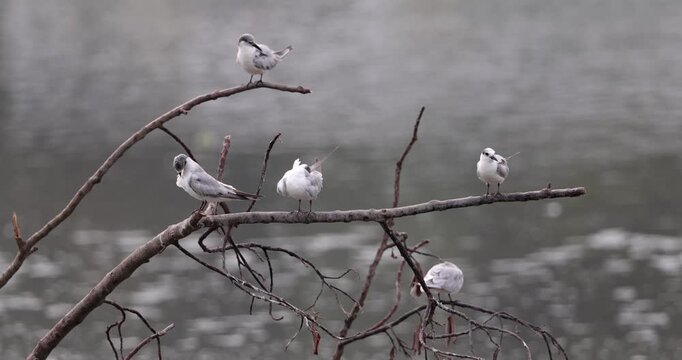 Seagull colony resting on muddy riverbank, one bird coming in to land