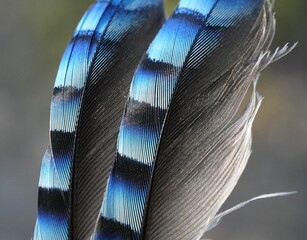 Macro of Eurasian jay feather with blue and black striped pattern © Noelia