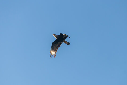 Southern caracara (Caracara plancus) flying against blue sky. Focus on ornithology, birds of prey, and wildlife.