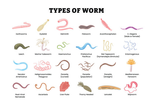 Types of Worms labeled diagram, educational zoology poster, parasitic worm diversity, helminth morphology, nematode, flatworm, tapeworm, fluke, leech, earthworm, acanthocephalan, annelid