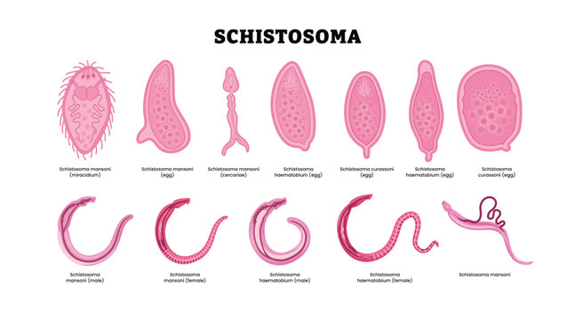 Schistosoma stages development labeled diagram, parasitic flatworm, educational zoology poster, trematode anatomy, life cycle forms, miracidia, eggs, cercariae, adult male and female specimens
