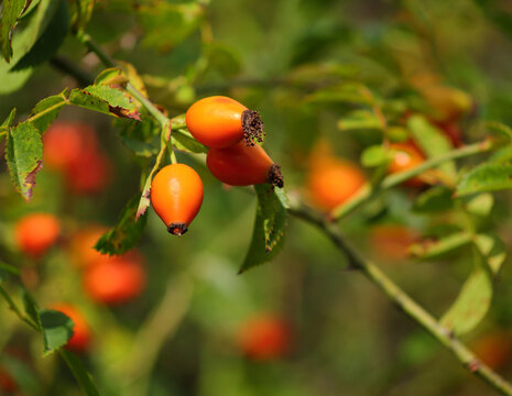 Autumn. Wild rosehips ripening on the bush. Dog rose - Rosa canina. Portugal. Selective shallow focus for effect. Copy space.