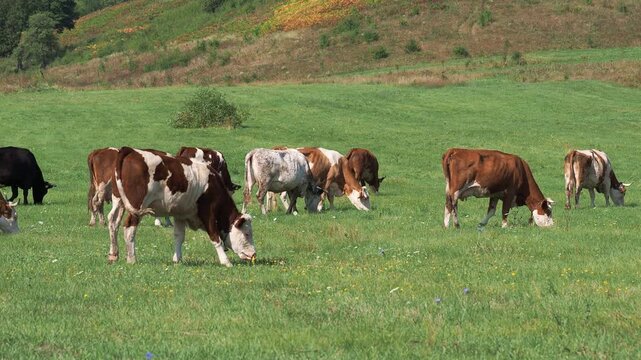 Cattle herd grazing freely with cowbells in the Carpathian Mountains in late summer